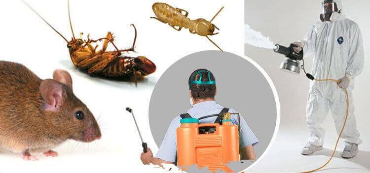 Read more about the article شركة مكافحة حشرات حي الشفاء بالرياض -0552959538