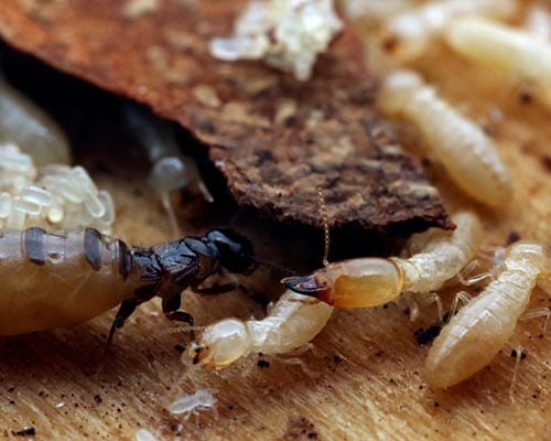 Read more about the article شركة مكافحة حشرات حي الندوة بالرياض -0552959538
