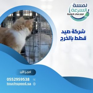 Read more about the article شركة صيد قطط بالخرج 0552959538