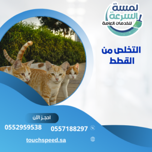 طريقة التخلص من القطط نهائيًا من المنزل والحوش بدون أذى