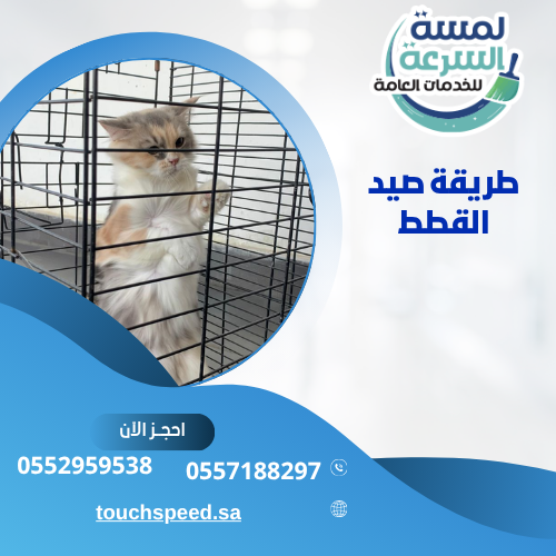 طريقة صيد القطط